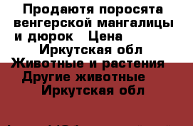 Продаютя поросята венгерской мангалицы и дюрок › Цена ­ 2 000 - Иркутская обл. Животные и растения » Другие животные   . Иркутская обл.